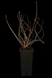deutzia gracilis (25- 30cm) - afbeelding 2