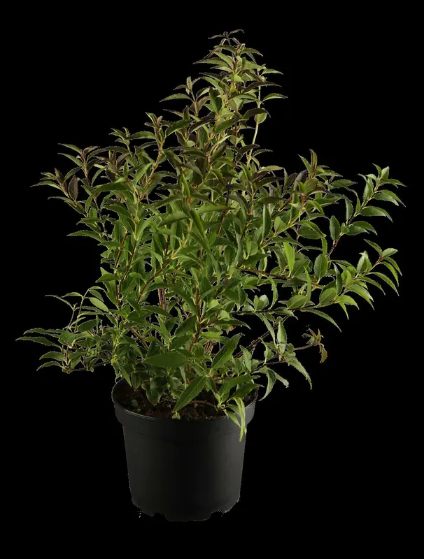 deutzia gracilis (25- 30cm) - afbeelding 1