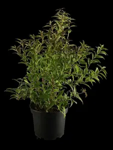 deutzia gracilis (25- 30cm) - afbeelding 5