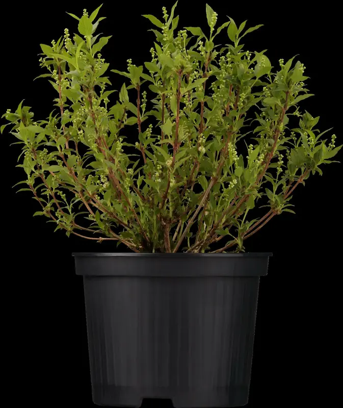 deutzia gracilis (25- 30cm) - afbeelding 4