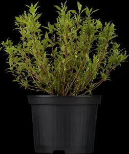 deutzia gracilis (25- 30cm) - afbeelding 4