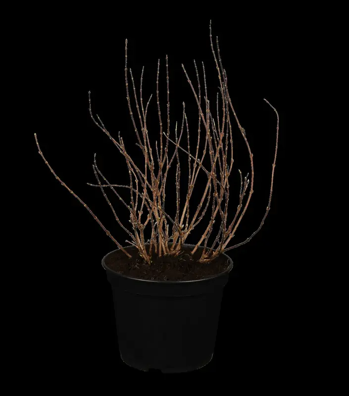 deutzia gracilis (25- 30cm) - afbeelding 3