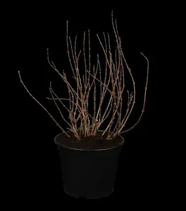 deutzia gracilis (25- 30cm) - afbeelding 3