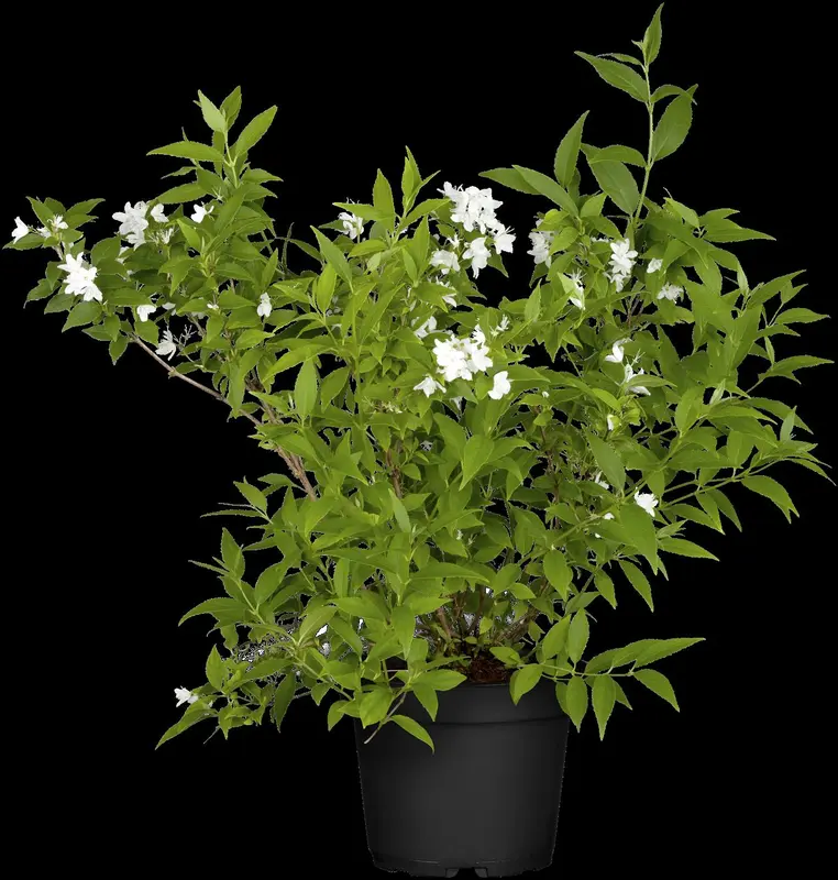deutzia gracilis (25- 30cm) - afbeelding 5