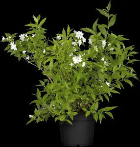 deutzia gracilis (25- 30cm) - afbeelding 5