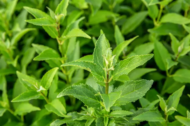 Deutzia gracilis 50- 60   C10 - afbeelding 4