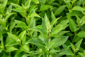 Deutzia gracilis 50- 60   C10 - afbeelding 4