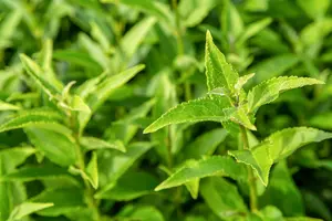 Deutzia gracilis 50- 60   C10 - afbeelding 5