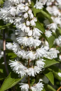 deutzia magnifica (60- 80cm) C7,5 - afbeelding 2