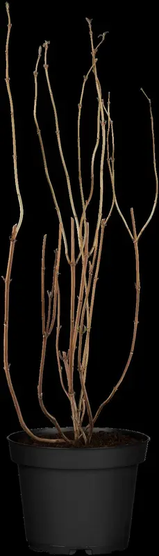 deutzia magnifica (60- 80cm) C7,5 - afbeelding 1