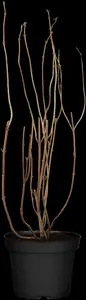 deutzia magnifica (60- 80cm) C7,5 - afbeelding 2
