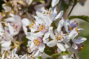 deutzia purpurascens 'kalmiiflora' (40- 60cm)
