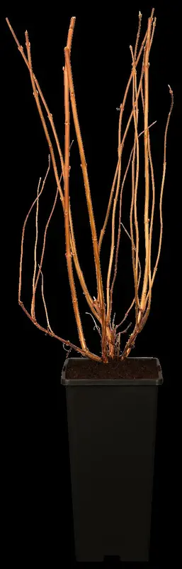 deutzia scabra (40- 60cm) - afbeelding 3