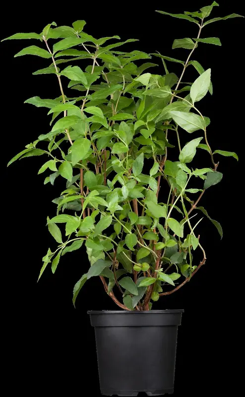deutzia scabra (40- 60cm) - afbeelding 1