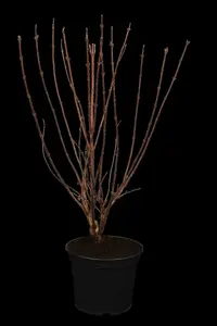 deutzia scabra (60- 90cm) - afbeelding 2