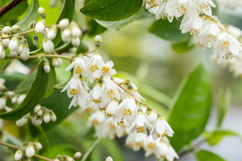 deutzia scabra (60- 90cm) - afbeelding 5