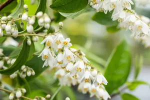 deutzia scabra (60- 90cm) - afbeelding 5