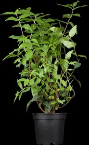 deutzia scabra (60- 90cm) - afbeelding 5