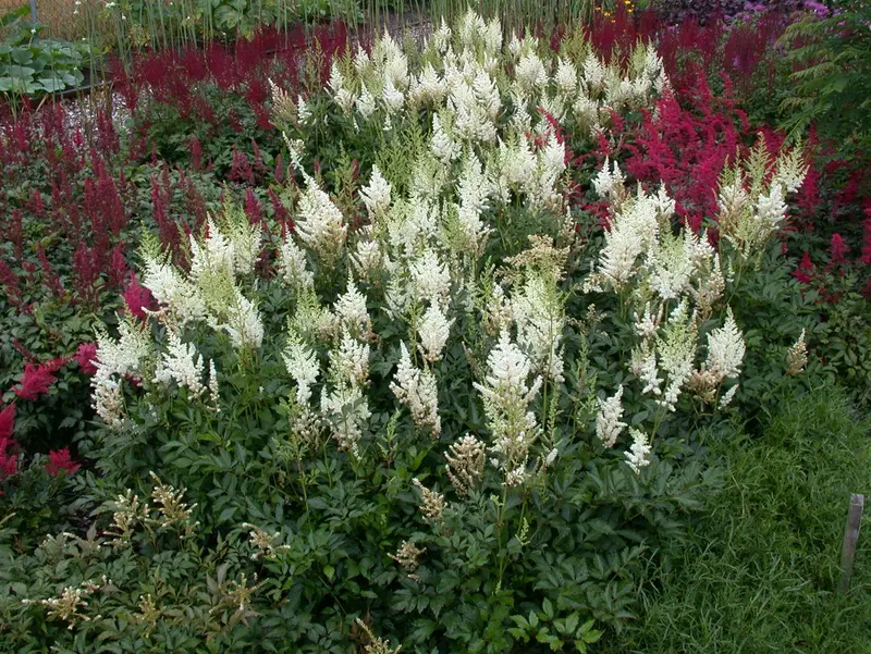 astilbe (a) 'diamant' P9