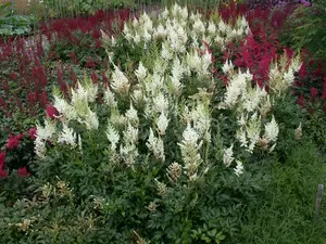 astilbe (a) 'diamant' P9