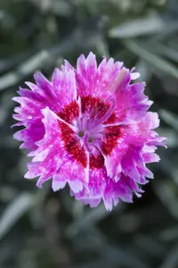 Dianthus - afbeelding 3