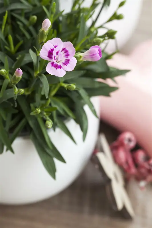 Dianthus - afbeelding 5