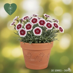 Dianthus x allwoodii 'Alice' P9