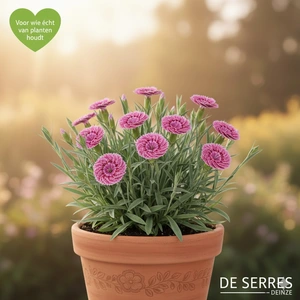Dianthus x allwoodii P9