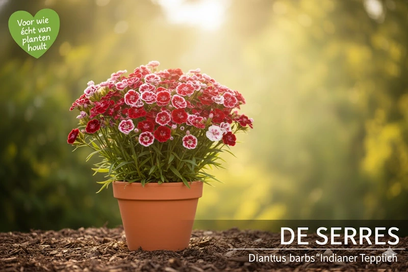Dianthus barbatus 'Indianer Teppich' P9