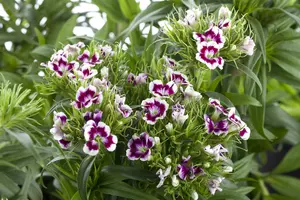Dianthus barb. 'Nanus Compactus' P9 - afbeelding 2