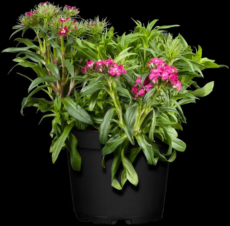 Dianthus barb. 'Nanus Compactus' P9 - afbeelding 3