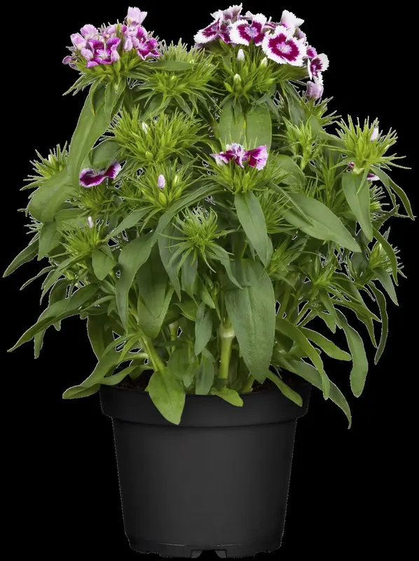 Dianthus barb. 'Nigricans' P9 - afbeelding 5