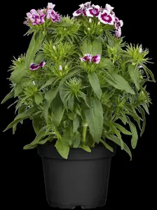 Dianthus barb. 'Nigricans' P9 - afbeelding 5