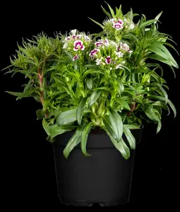 Dianthus barb. 'Nigricans' P9 - afbeelding 4