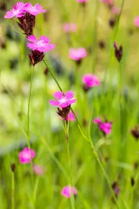 carthusianorum - afbeelding 6