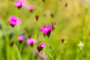 carthusianorum - afbeelding 5