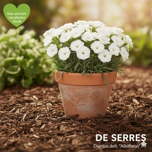 Dianthus deltoides 'Albiflorus' P9