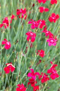 Dianthus delt. 'Flashing Light' ( 'leuchtfunk') P9 - afbeelding 1