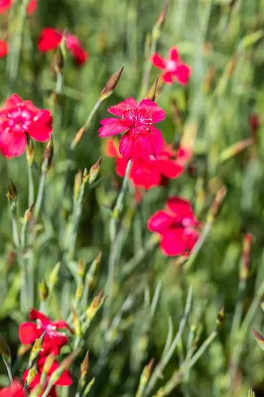 Dianthus delt. 'Flashing Light' ( 'leuchtfunk') P9 - afbeelding 3