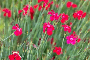 Dianthus delt. 'Flashing Light' ( 'leuchtfunk') P9 - afbeelding 2