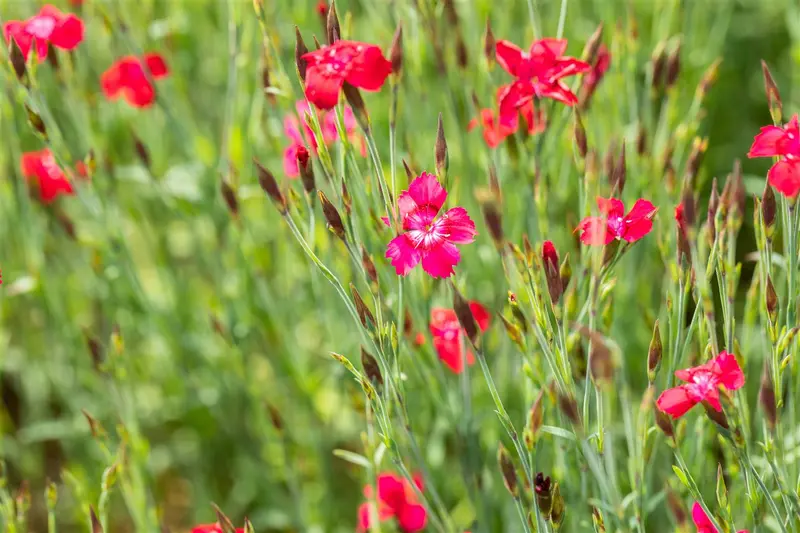 Dianthus delt. 'Flashing Light' ( 'leuchtfunk') P9 - afbeelding 5