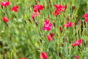 Dianthus delt. 'Flashing Light' ( 'leuchtfunk') P9 - afbeelding 5