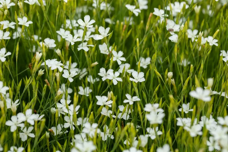 Albus - afbeelding 2