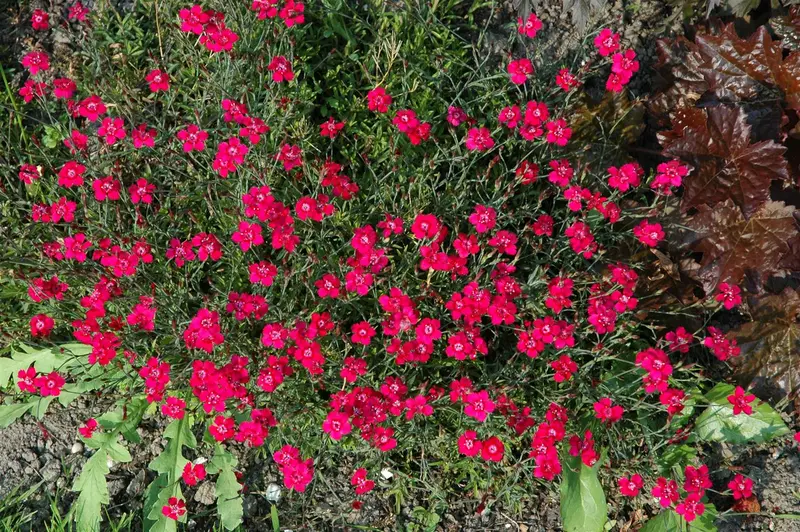 Dianthus grat. 'Rubin' P9