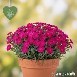 Dianthus gratianopolitanus 'Dianturi Twinkle' P11