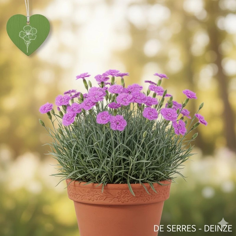 Dianthus gratianopolitanus 'Dinetta® Lila' P10.5
