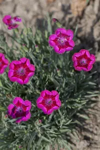 Dianthus - afbeelding 1