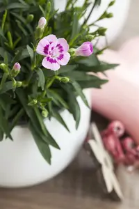 Dianthus - afbeelding 5