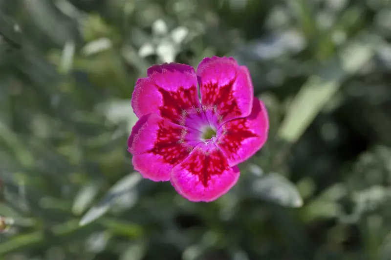 Dianthus - afbeelding 2