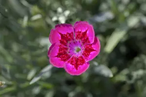 Dianthus - afbeelding 2